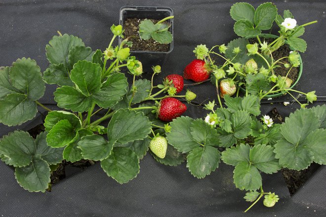 Črna folija se dobro obnese spomladi, ne pa tudi med poletno vročino.