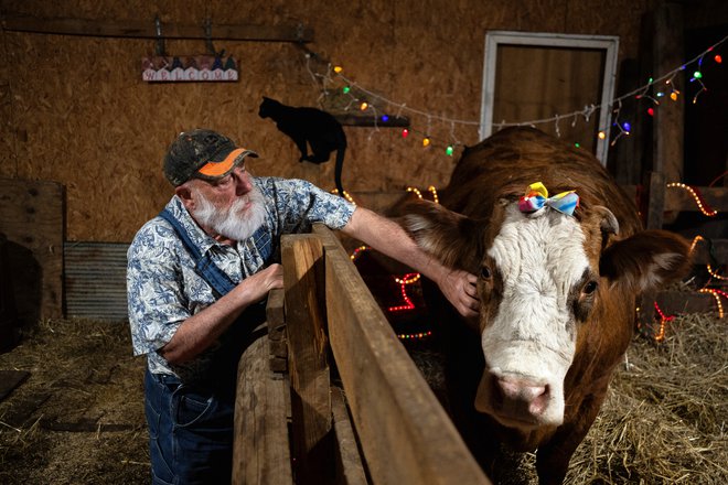 Na 26 ameriških farmah krav molznic so letos zaznali virus H5N1. FOTO: Jim Vondruska/Reuters