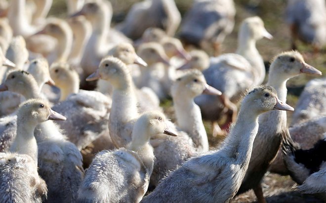 Perutninske farme so idealne za mutacije in razvoj virusa. FOTO: Regis Duvignau/Reuters