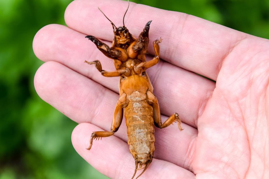 Fotografija: Odrasli bramor s trebušne strani. Doseže dolžino do 5 cm. FOTO: Eleonimages, Shutterstock