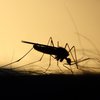Panika zaradi komarjev: v Evropi porast denge in drugih nevarnih bolezni