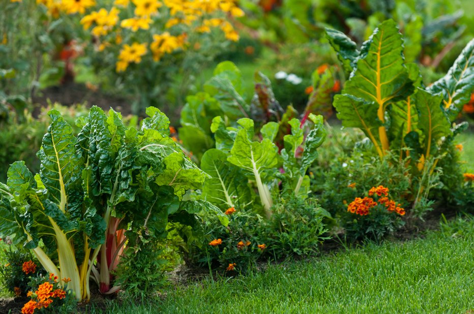 Fotografija: Zelenjavi naj delajo družbo tagetes, ognjič in kapucinka. FOTO: Akodisinghe/Getty Images