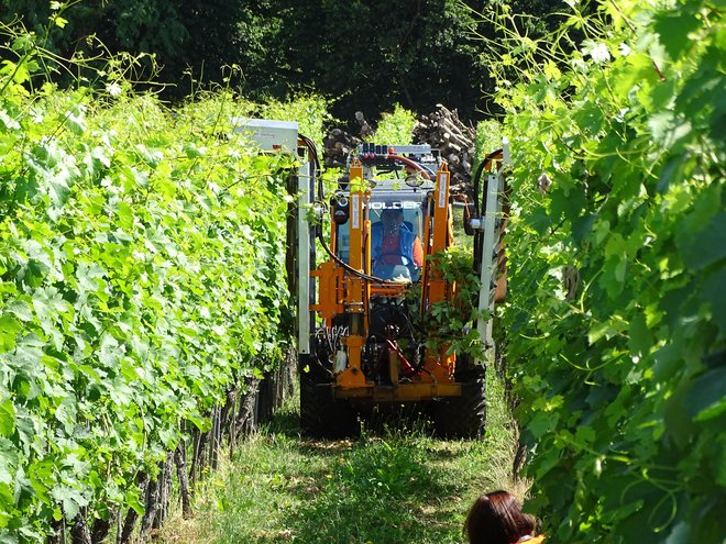 Delo v vinogradu lahko stroji močno olajšajo. FOTO: Arhiv organizatorja