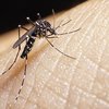 Nevarna vrsta komarjev se je naselila tudi v Sloveniji: »Množični izbruh hude tropske bolezni«
