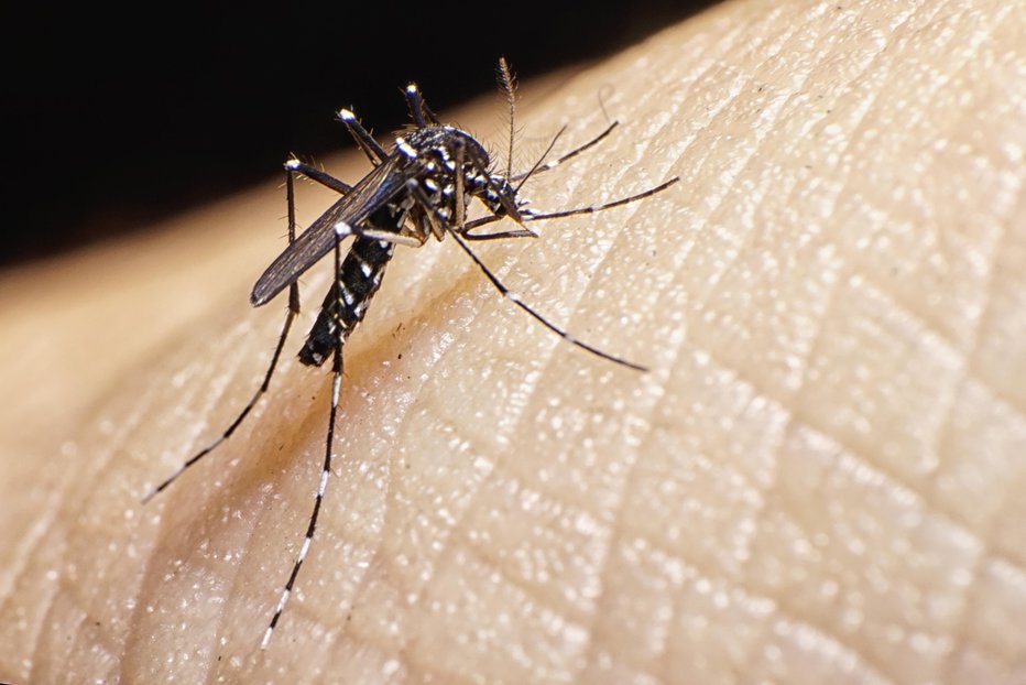 Fotografija: Komar Aedes albopictus.FOTO: Abelbrata Getty Images/istockphoto