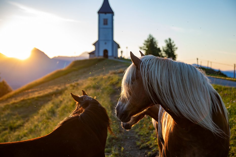 Fotografija: Jamniške sem začel pisati še na črno beli film. FOTO: Mirko Kunšič 