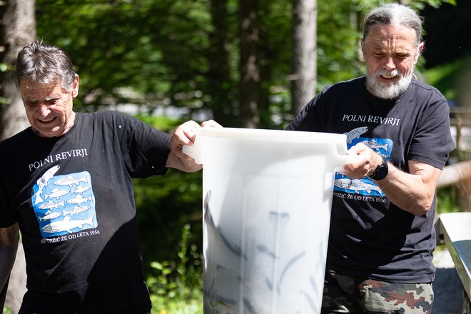 600 kilogramov potočne postrvi je šlo v Tržiško Bistrico. FOTO: Mirko Kunšič 