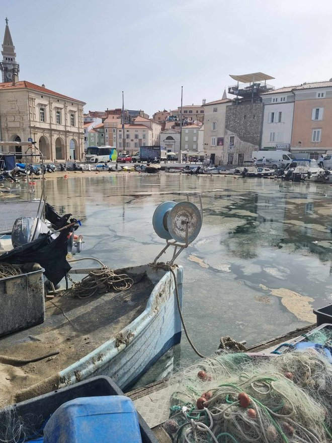 Sluz v morju v Piranu. FOTO: Erna Pudgar