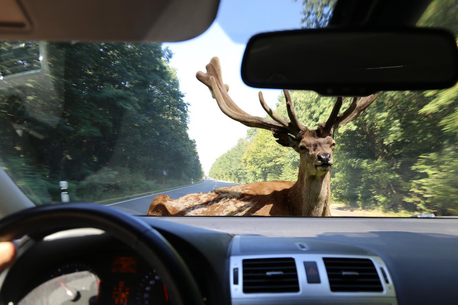 Fotografija: Jelenu se je uspelo rešiti, a je bil hudo poškodovan. Simbolična slika FOTO: U. J. Alexander Getty Images/istockphoto