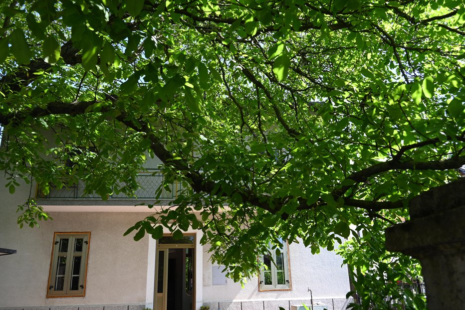 Fotografija: Senca velikega dvoriščnega drevesa na južni strani stavbe je brezplačno poletno razkošje. Pozimi pa je brez listja, zato ne ovira pasivnega sončnega segrevanja stavbe. FOTO: Bojan Žnidaršič