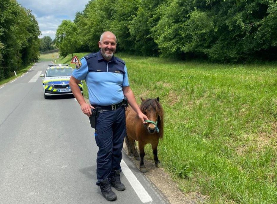 Fotografija: Dominik Kosi je tokrat na varno pomagal poniju. FOTO: PU Murska Sobota