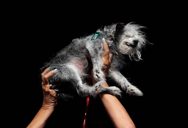 Kuža z imenom Ozzie. FOTO: Justin Sullivan Getty Images Via Afp