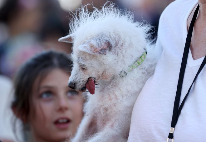 Kuža po imenu Daisy Mae. FOTO: Justin Sullivan Getty Images Via Afp