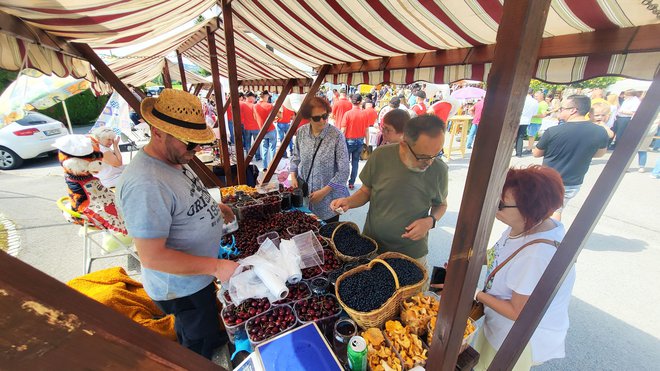 Na stojnicah so šle borovnice za med. FOTO: Drago Perko