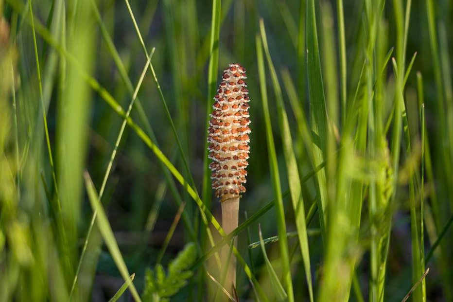 Fotografija: A spore-bearing shoot of the horsetail Equisetum arvense. Sporiferous spikelet of field horsetail in spring. Controversial cones of horsetail