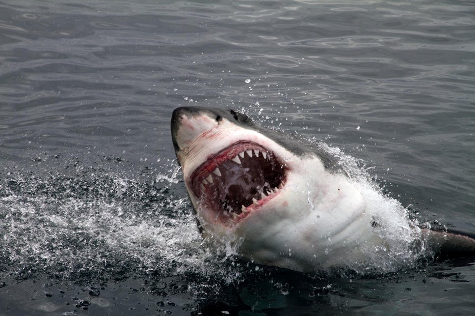 Fotografija: Great White Shark showing his big jaws when jumping out of the water for a deadly attack FOTO: Pieter De Pauw Getty Images/istockphoto