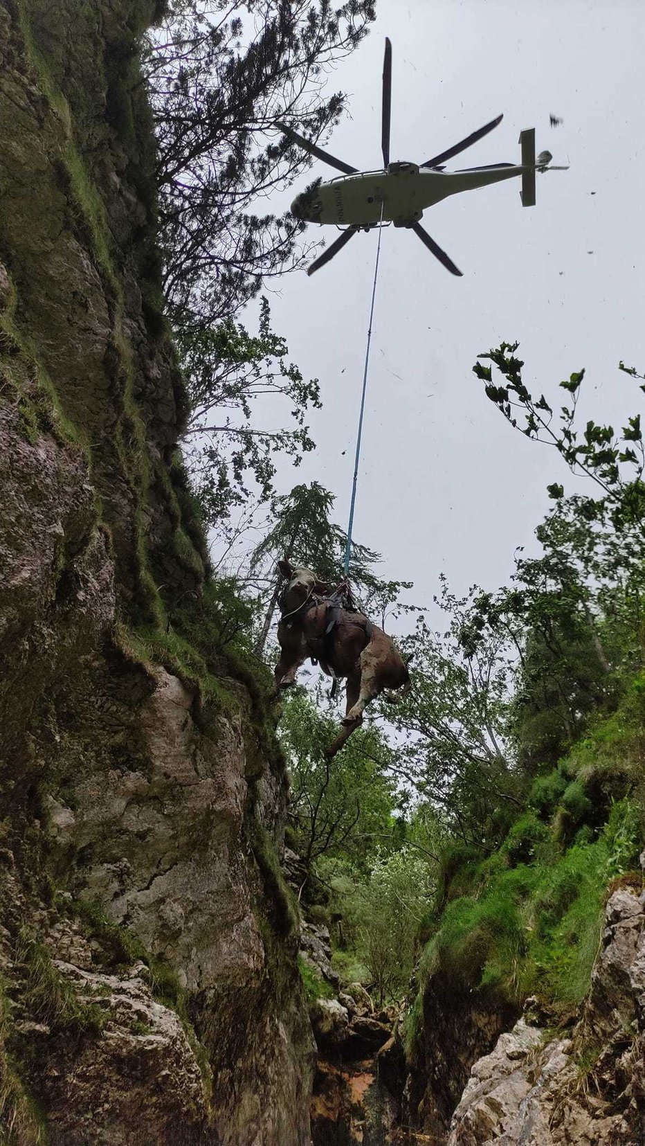 Fotografija: Uvod v podaljšani praznični konec tedna je bilo reševanje kravjega parčka iz strme globeli. FOTO: GRS Kamnik