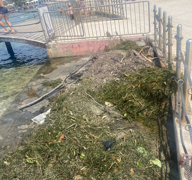 Trava in smeti v portoroškem morju. FOTO: Bralec Anže