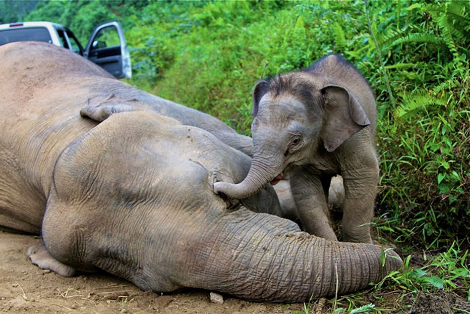 Fotografija: Bornejske slone domačini pobijajo zaradi škode, ki jo povzročajo. FOTOGRAFIJI: AFP