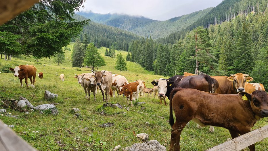 Fotografija: Simbolična fotografija. FOTO: Agrarna Skupnost Srednja Vas V Bohinju