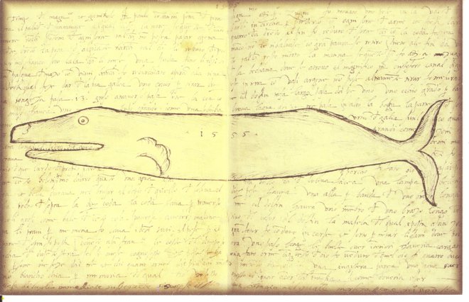 Zapis z risbo o morskem čudu iz leta 1555, ki ga hrani Piranski arhiv. VIR: Piranski arhiv