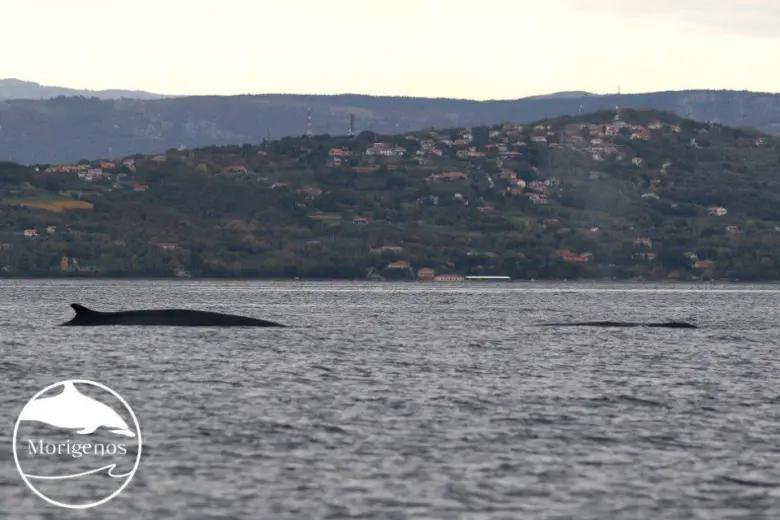 Fotografija: Novembra 2020 so raziskovalci društva Morigenos po obvestilu ribičev izsledili in opazovali kar dva brazdasta kita. FOTO: Morigenos
