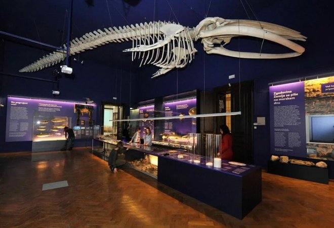 Leonora, skelet brazdastega kita, je največji eksponat, kar jih je pridobil Prirodoslovni muzej. FOTO: Prirodoslovni muzej