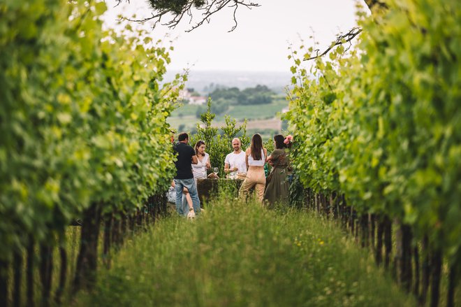 Gostje so bili deležni številnih nepozabnih doživetij, vključno s sprehodi po vinogradih in zanimivimi pogovori z vinarji. FOTOGRAFIJE: DAMIJAN SIMČIČ