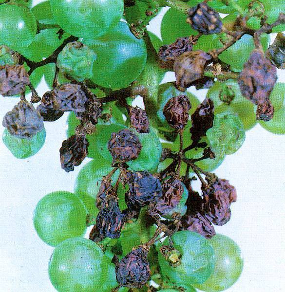 Peronospora napada vse zelene dele vinske trte, predvsem pa liste, kabrnke in grozdiče. FOTO: krizevci.net