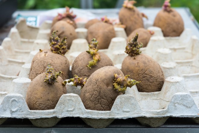 Posledice toče lahko pri krompirju spodbudijo ponovno klitje gomoljev. FOTO: Getty Images