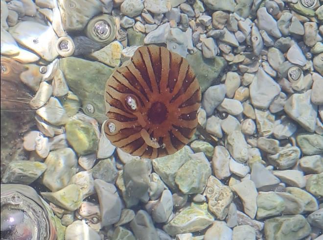 Fotografija: Kompasne meduze so za kopalce lahko precej nadležne, saj s svojimi dolgimi ožigalkami pošteno opečejo.  FOTO: Aquarium Pula