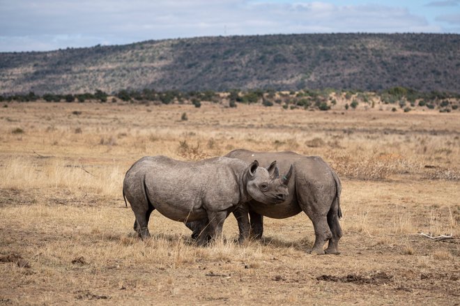 Dvajseterico nosorogov, ki so del pilotnega projekta, bodo naslednjega pol leta budno spremljali. FOTO: Emmanuel Croset/AFP