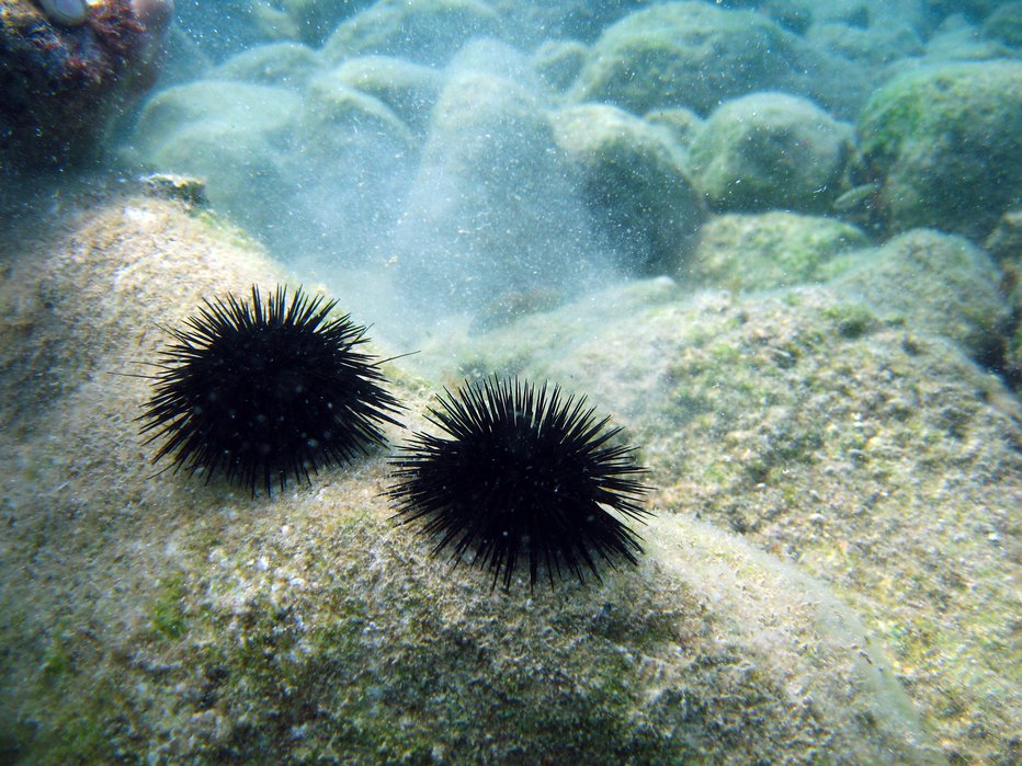 Fotografija: Morski ježek je lahko bolj nevaren, kot si mislimo. FOTO:  Getty Images/istockphoto