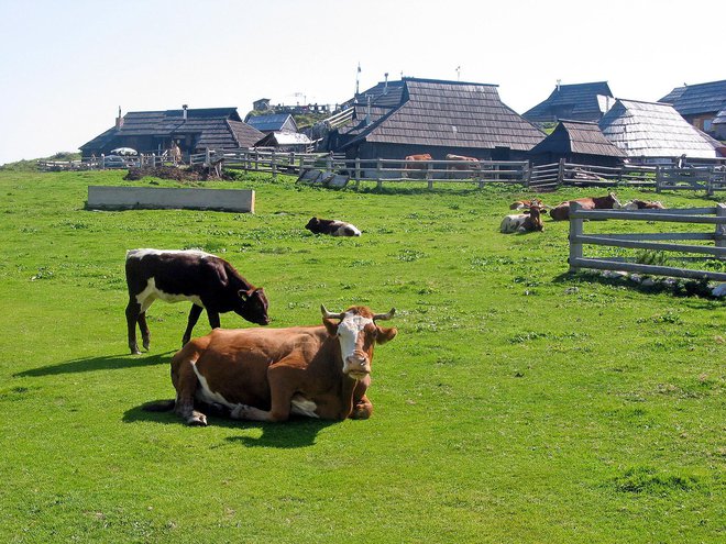 Velikoplaninska idila FOTO: PrimoŽ Hieng