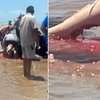 Pozor, ni za občutljive: morski pes pogrizel dva človeka (VIDEO)