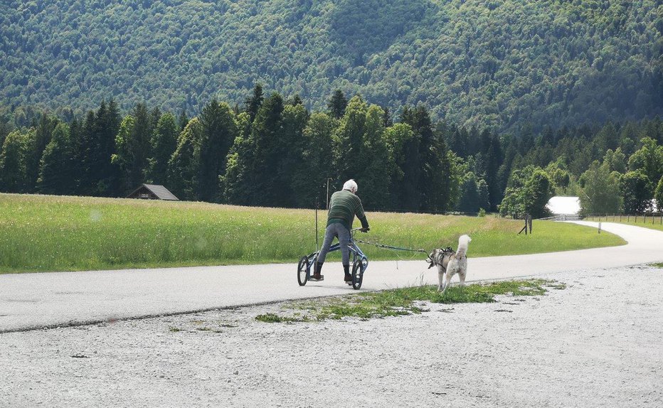 Fotografija: S kužkom na poti iz Ribnice FOTOGRAFIJE: Milan Glavonjić