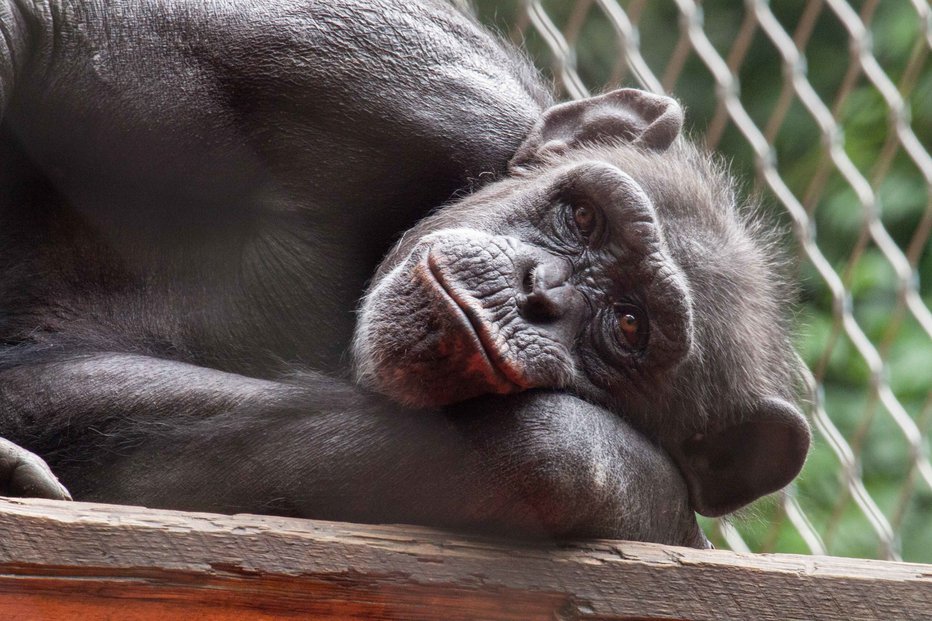 Fotografija: Mojca si je z robčkom znala obrisati nos. Vedno je bila tudi vesela in spoštljiva do obiskovalcev. FOTO: Zoo Ljubljana