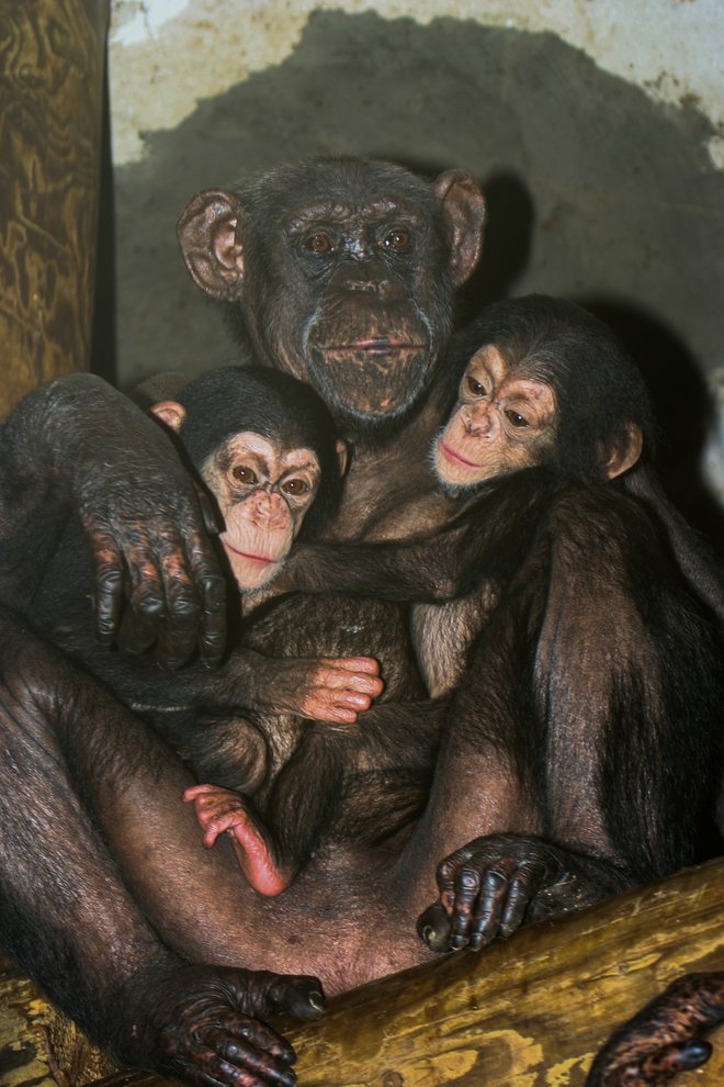 Umrla je zaradi srčnih težav. FOTO: Zoo Ljubljana