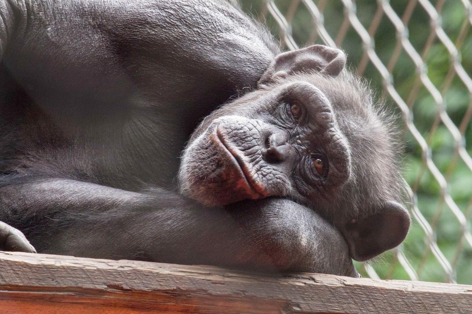 Fotografija: Mojčin počitek FOTOGRAFIJI: Zoo Ljubljana