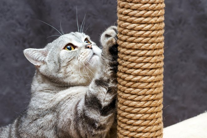 S strateško postavljenimi praskalniki se bo manj lotevala pohištva.
FOTO: Zarifa/Getty Images