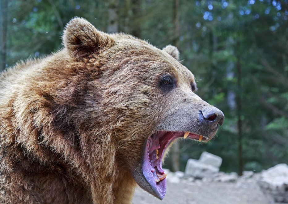 Fotografija: Karpati so eden od najpomembnejših habitatov rjavega medveda v Evropi. FOTO: Aragami123345 Getty Images/istockphoto