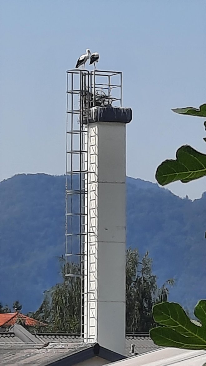 Dve štorklji gradita gnezdo. FOTO: Bralec Franci