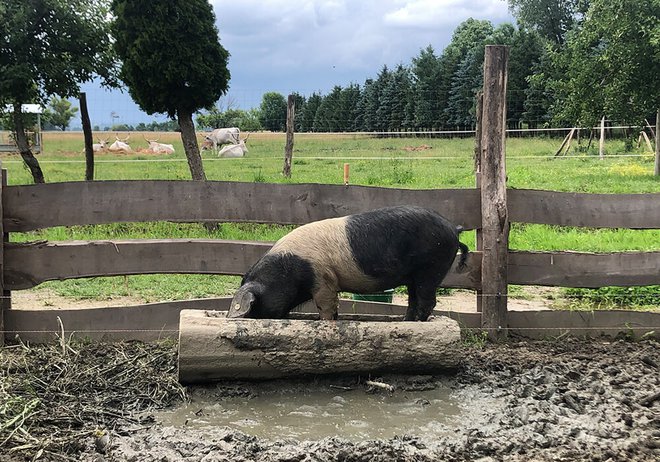 Na vzorčni kmetiji redijo tudi krškopoljce. FOTOGRAFIJE: Oste Bakal