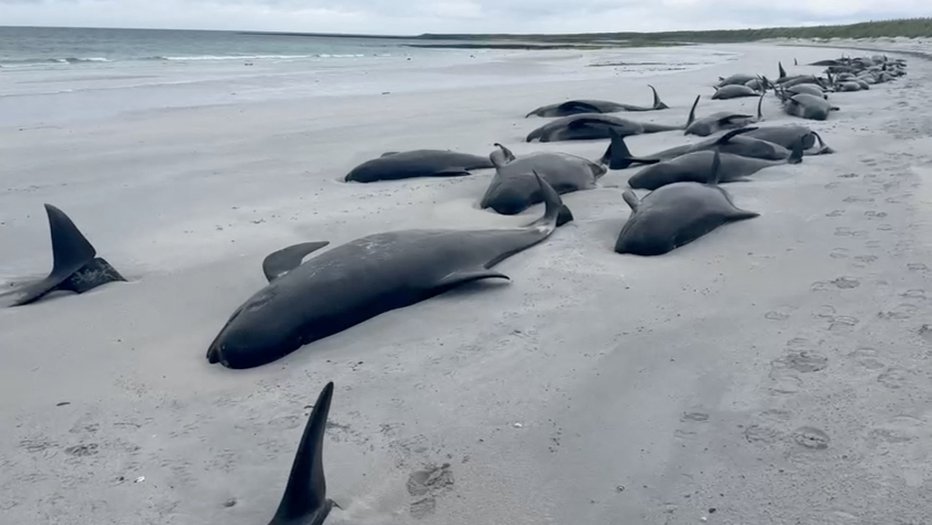 Fotografija: Takole žalostna podoba je bila na obali otoka Sanday. FOTOgrafiji: BDMLR/Reuters