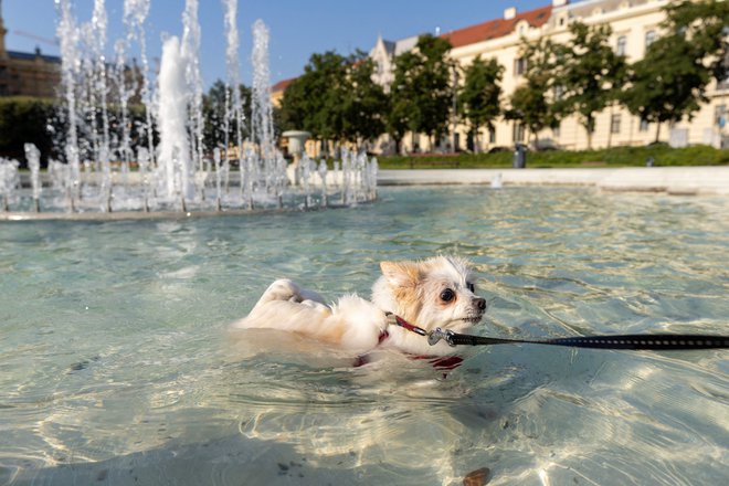 Kuža v Zagrebu se je ohladil v fontani. FOTO: Damir Sencar Afp