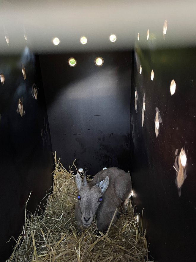 Tik pred vstopom v novo življenjsko okolje FOTO: ZOO Ljubljana