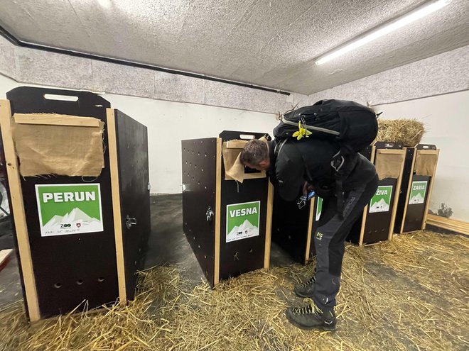 Dobili so božanska imena. FOTO: ZOO Ljubljana