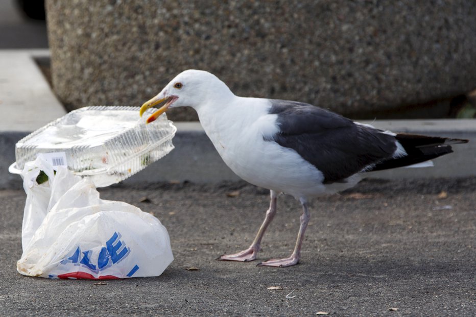 Fotografija: Galebi že dlje niso samo ptiči, ki jih srečujemo ob morju, ampak so vse bolj navzoči tudi v notranjosti države. FOTO: Patrick Fallon/Reuters