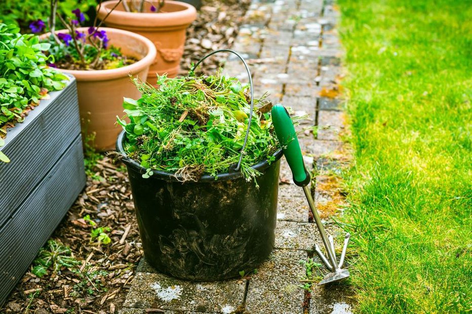 Fotografija: Plevel pogosto kali videz našega dvorišča, še posebej vztrajno pa raste med tlakovci. Kako se ga znebiti? FOTO: Ingrid Balabanova, Shutterstock