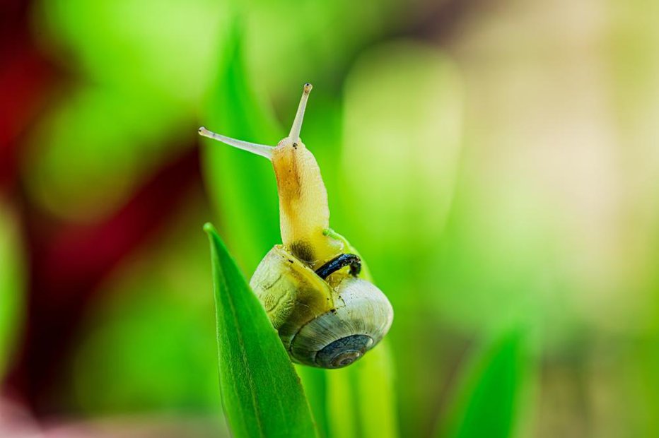 Fotografija: Polž kaka za glavo. FOTO: Mabeline 72, Shutterstock